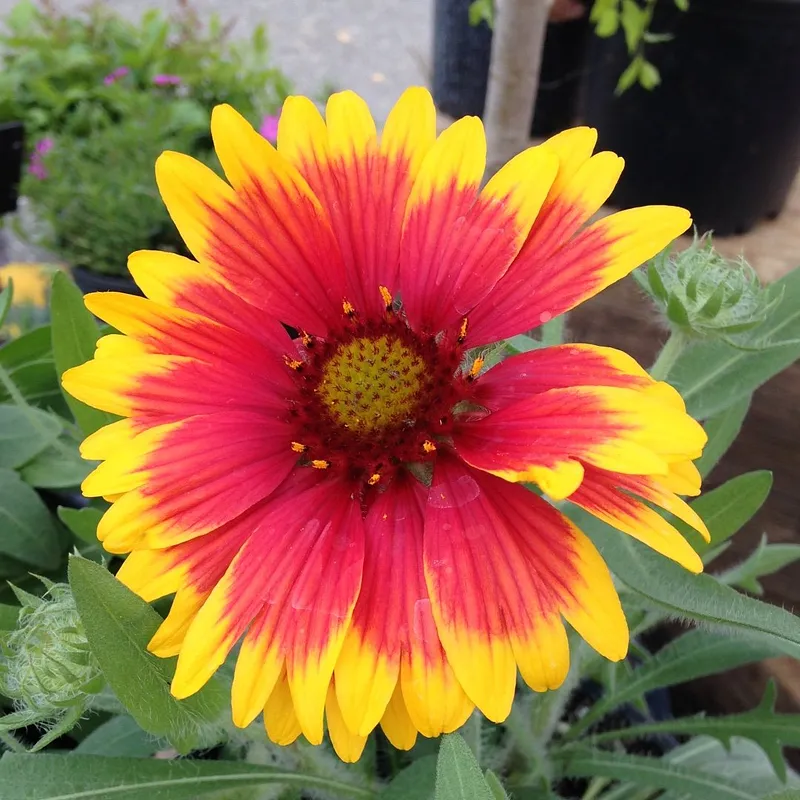 Visit us at St. Jacobs Farmers Market